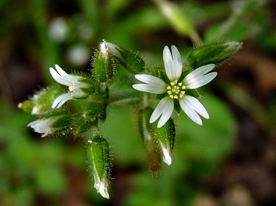 {Cerastium glomeratum}